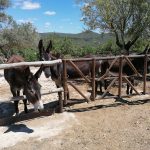 donkey-tours-algarve